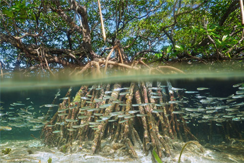 맹그로브 100만 캠페인 프로젝트