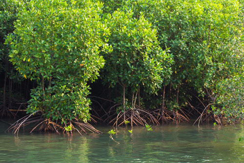 맹그로브 100만 캠페인 프로젝트